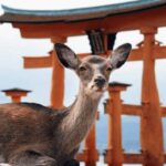 Hiroshima/Miyajima Private Custom Tour with Local Guide - Who is This Tour Best For?