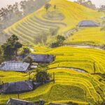 Hoang Su Phi Trekking Tour 3 days 2 nights - An In-Depth Look at the Hoang Su Phi Trekking Tour