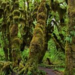 Hoh Rain Forest and Rialto Beach Guided Tour in Olympic National Park - Final Thoughts