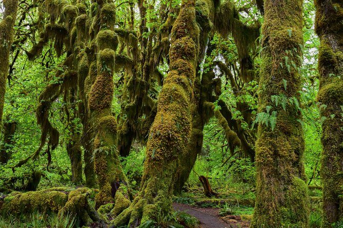 Hoh Rain Forest and Rialto Beach Guided Tour in Olympic National Park - Final Thoughts