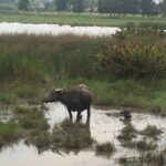 Hoi An countryside biking tour, water buffalo+ basket boat ride - Frequently Asked Questions