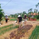 Hoi An Lantern Making Class and Silk Weaving- Vegetable Farming Private Tour - FAQs