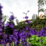 Hoi An to Ba Na Hills Private Car Transfer - Why This Transfer Works Well