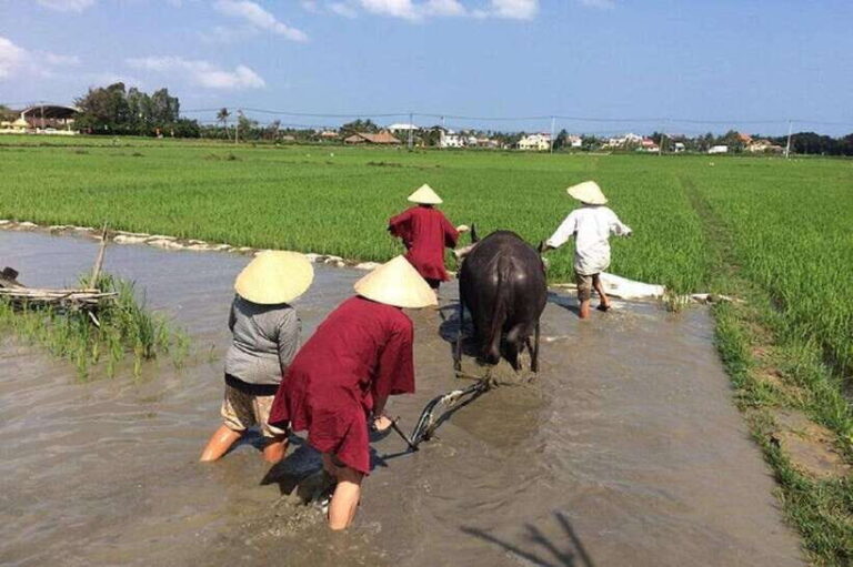 Hoi An Wet Rice Farming Tour-Basket Boat Tour Fishing-Lunch - What Makes This Tour Stand Out