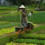 HOIAN: LANTERN MAKINGFARMER AT TRA QUE SMALL GROUP - Exploring the Hoi An Countryside