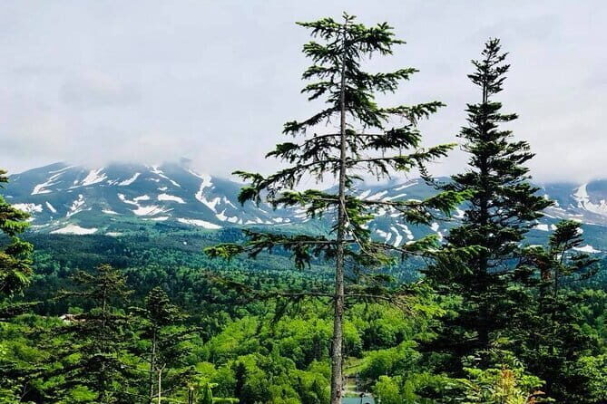 Hokkaido Asahiyama Zoo and Blue Pond Elf Terrace Day Trip - Practicalities and Considerations