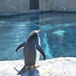 Hokkaido Asahiyama Zoo& Biei Blue pond Tour with Local Guide - What’s Included and What to Keep in Mind