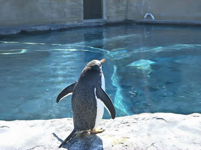 Hokkaido Asahiyama Zoo& Biei Blue pond Tour with Local Guide - What’s Included and What to Keep in Mind