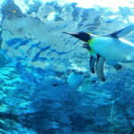 HokkaidoKurodake Ropeway, Asahiyama Zoo Autumn Leaves Tour - Practical Aspects and Tips