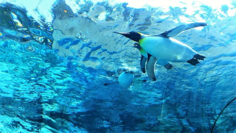 HokkaidoKurodake Ropeway, Asahiyama Zoo Autumn Leaves Tour - Practical Aspects and Tips