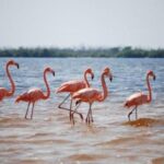 HOLBOX ISLAND TOUR - from Holbox (Private) - Authentic Encounters and Traveler Insights