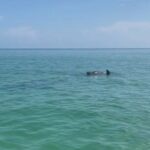 Holbox: Islas Pajaros, Yalahau & Isla de la Pasión with pick up - Authentic Experiences and Practical Tips