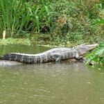 Honey Island Swamp Boat Tour - Final Thoughts: Who Will Love This Tour?