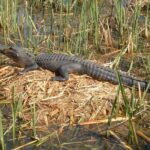 Honey Island Swamp Boat Tour with Transportation from New Orleans - An In-Depth Look at the Honey Island Swamp Tour