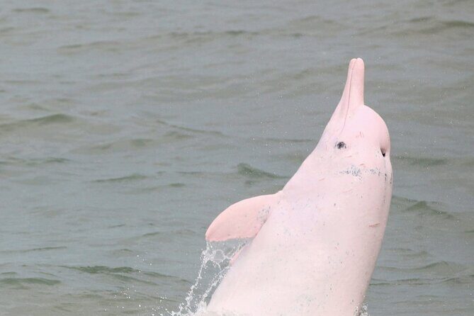 Hong Kong Dolphin Watch Tour - An In-Depth Look at the Hong Kong Dolphin Watch Tour