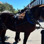 Horse Drawn Daytime Group Narrated Historic Overview Tour - Who Will Love This Tour?