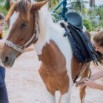 Horse Riding and Beach Trails on Koh Samui - A Closer Look at the Koh Samui Horse Riding Experience