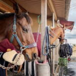 Horseback Riding Club to learn about connecting lives - An in-depth look at the horseback riding experience