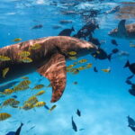 Hulhumale: Snorkeling Experience Nurse Shark - Who This Tour Is Perfect For