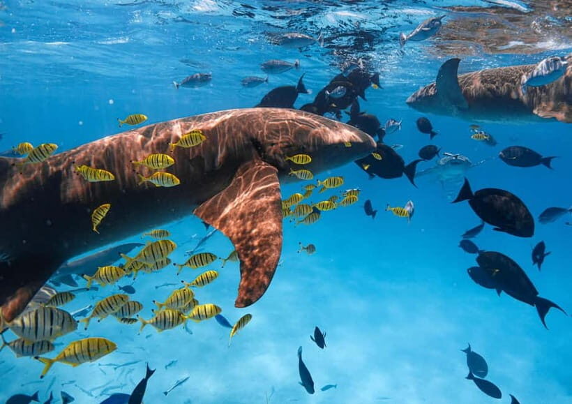 Hulhumale: Snorkeling Experience Nurse Shark - Who This Tour Is Perfect For