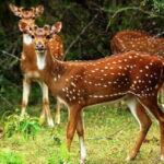 Hurulu Eco Park Safari From Sigiriya - In-Depth Look at the Hurulu Eco Park Safari