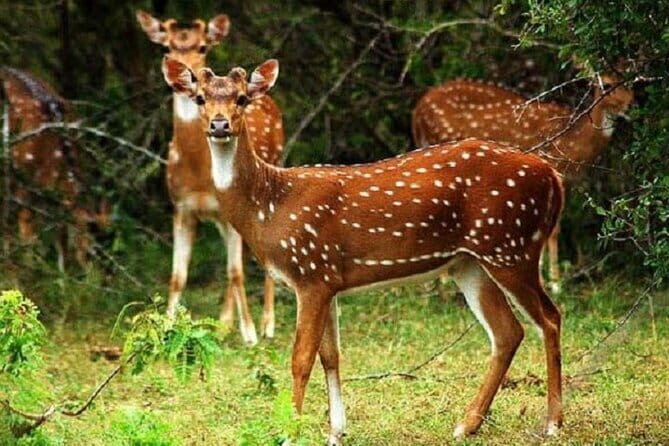 Hurulu Eco Park Safari From Sigiriya - In-Depth Look at the Hurulu Eco Park Safari