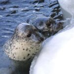 Icebreaker GARINKO GO III Cruise Explore Ice and Snow Tour - The Itinerary in Detail