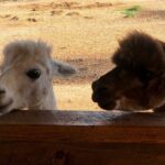 Icons of the West: Black Hills & Badlands 3-Day Tour - The Sum Up