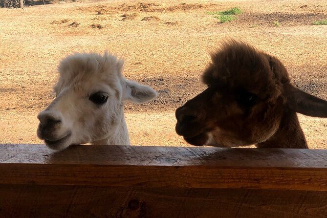 Icons of the West: Black Hills & Badlands 3-Day Tour - The Sum Up