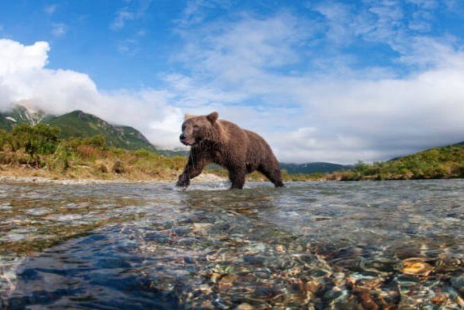 Icy Strait Small Group Shore Excursion: We're going on a bear hunt! - What to Expect During the Itinerary
