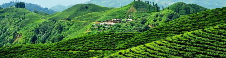 Ilam: 7-Day Luxury Tea Garden Stay in Illam - Final Thoughts