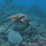 Incredibly Fun 2-Tank Coral Reef South Shore Boat Dive in Oahu from Waikiki - The Sum Up