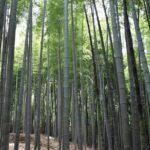 Inside of Fushimi Inari - exploring and lunch with locals - The Food & Cultural Highlights