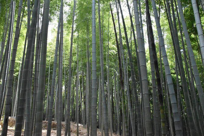 Inside of Fushimi Inari - exploring and lunch with locals - The Food & Cultural Highlights