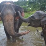 Inthanon Heaven Trail(Living Green Elephant Sanctuary) - What makes this tour stand out?