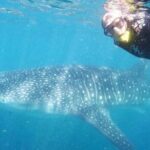 Intimate Eco-Friendly Whale Shark Encounter - Premium Service - Detailed Breakdown of the Tour Experience