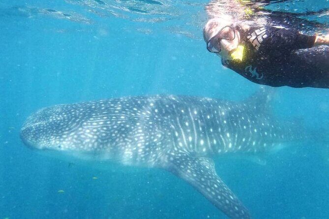 Intimate Eco-Friendly Whale Shark Encounter - Premium Service - Detailed Breakdown of the Tour Experience