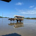 Iriomote: Coral Snorkeling and Yubujima sightseeing tour! - Practical Details and What You Need to Know