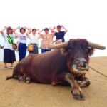 Iriomote Island 1 Day Canyoning & Yubu Island Sightseeing - Frequently Asked Questions