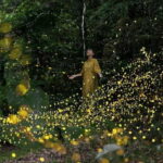 Iriomote Island Limited Time Yaeyama Firefly Viewing Tour - What to Expect from the Firefly Viewing Tour