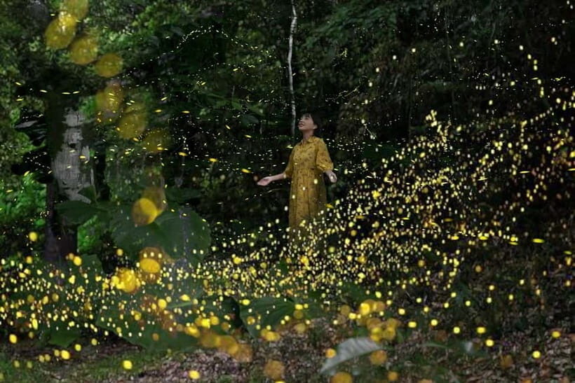 Iriomote Island Limited Time Yaeyama Firefly Viewing Tour - What to Expect from the Firefly Viewing Tour