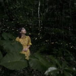 Ishigaki Island: Yaeyamahime Firefly Viewing Tour - The Essence of the Ishigaki Yaeyamahime Firefly Tour