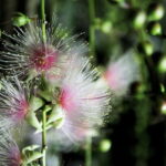 Ishigaki:A phantom flower withers overnight "Sagari-bana" - Why This Tour Offers Great Value