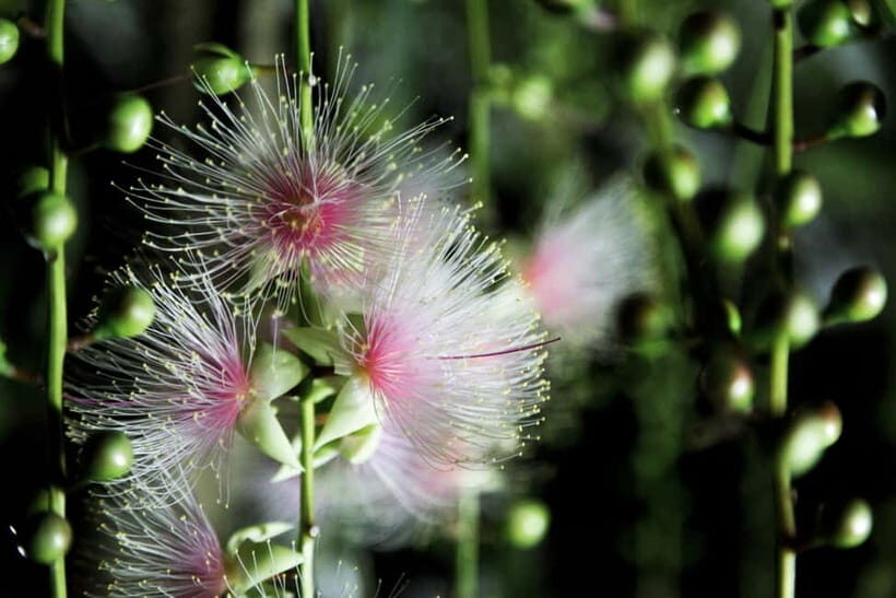 Ishigaki:A phantom flower withers overnight "Sagari-bana" - Why This Tour Offers Great Value