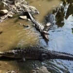 Ixtapa Island Tour - What the Tour Means for You