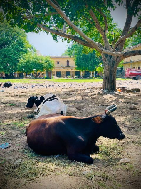 Jaipur Day Tour with Personal Tour Guide and Driver - Who Will Love This Tour?