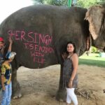 Jaipur: Elephant Interaction Tour - A Detailed Look at the Jaipur Elephant Interaction Tour