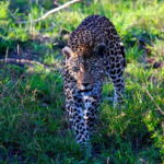 Jaipur: Jhalana Amagarh Leopard Safari Park Guided Tour - Who Will Love This Experience?