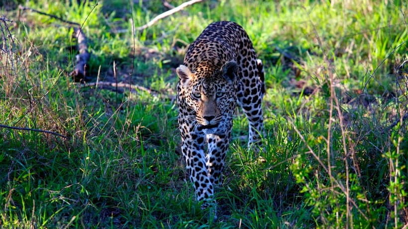 Jaipur: Jhalana Amagarh Leopard Safari Park Guided Tour - Who Will Love This Experience?