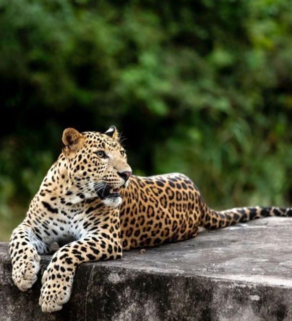 Jaipur: Jhalana/Amagarh leopard safari private tour - The Reality of the Safari: What to Expect